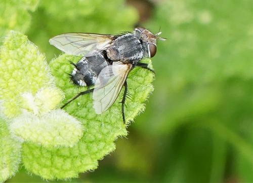 Onychogonia flaviceps